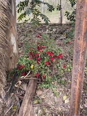 Mandevilla