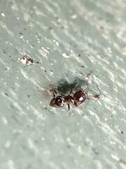 Crematogaster ashmeadi