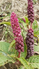 Phytolacca bogotensis