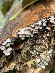 Scytinotus longinquus