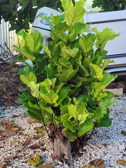 Ficus lyrata