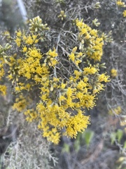 Xylothamia diffusa