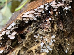 Scytinotus longinquus