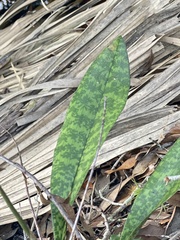 Asparagales