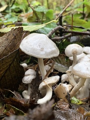 Leucocybe