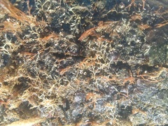 Membranipora membranacea