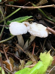 Leucocybe