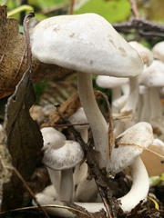 Leucocybe