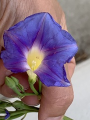 Ipomoea parasitica