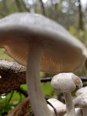 Leucocybe