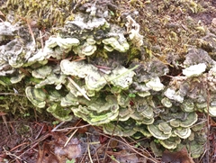 Cerrena unicolor