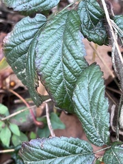Rubus bifrons