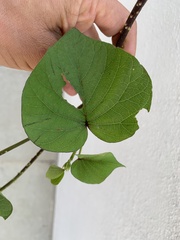 Ipomoea parasitica