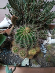 Echinopsis bridgesii
