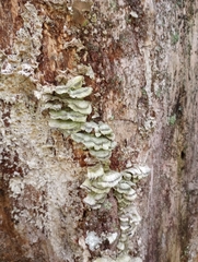Cerrena unicolor