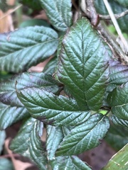 Rubus bifrons