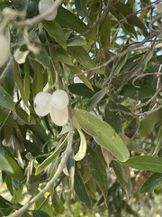 Vallesia glabra