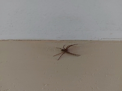 Acanthoctenus
