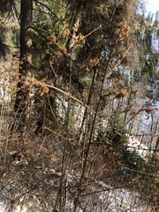 Physocarpus malvaceus