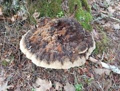 Heterobasidion annosum