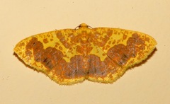 Melinodes fulvitincta