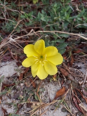 Oenothera drummondii