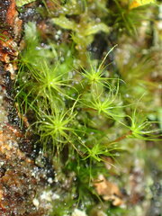 Dicranodontium denudatum