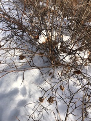 Physocarpus malvaceus