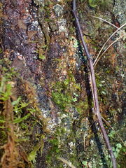 Dicranodontium denudatum