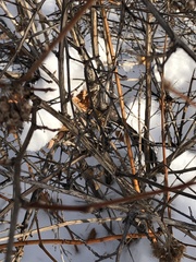 Physocarpus malvaceus