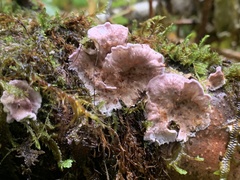 Chondrostereum purpureum