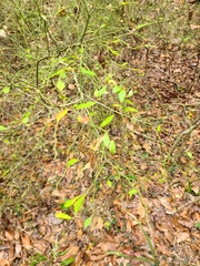 Vaccinium elliottii
