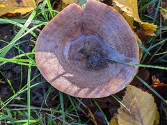 Lactarius circellatus