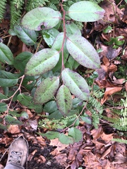 Leucothoe