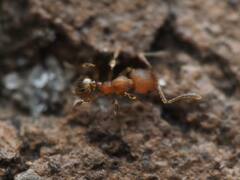 Pheidole navigans