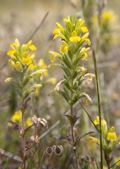 Bellardia viscosa