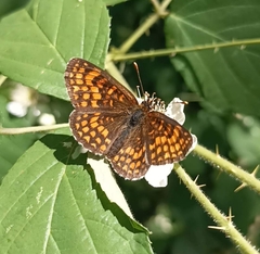 Melitaea celadussa