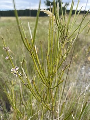 Carmichaelia australis