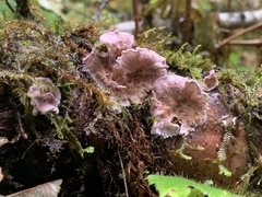 Chondrostereum purpureum
