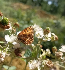 Melitaea celadussa