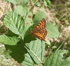 Melitaea celadussa