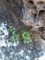 Asplenium ruta-muraria