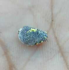 Monophlebidae