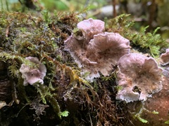 Chondrostereum purpureum