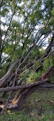 Salix babylonica