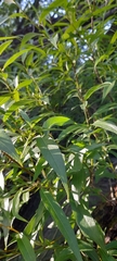 Salix babylonica