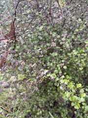 Helichrysum lanceolatum