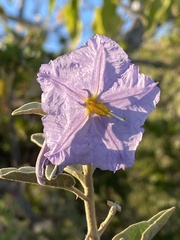 Solanum hindsianum