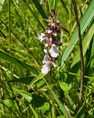 Stachys aspera
