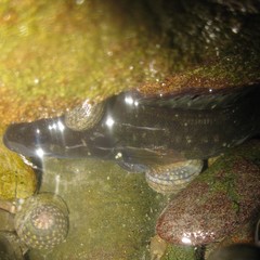 Acanthoclinus fuscus